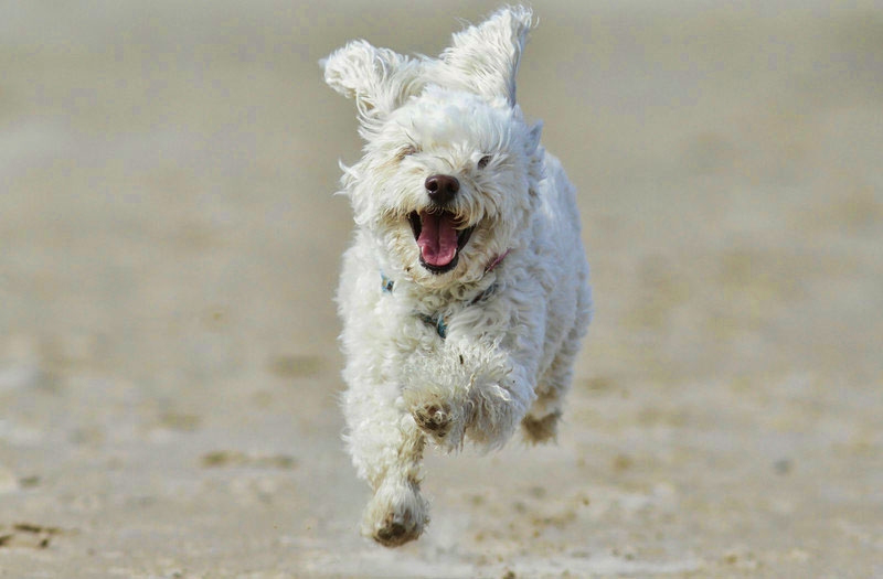 Cornwall Dog Friendly Beaches